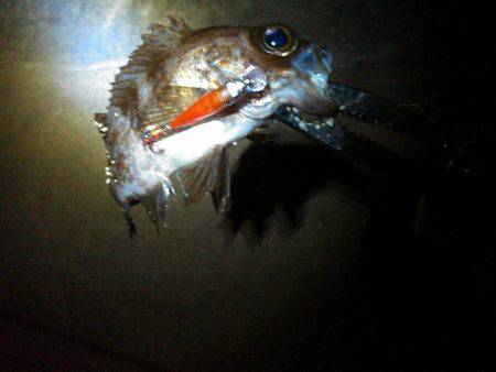 JADEフィッシュ！